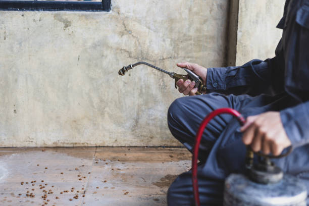 Best Termite Control Services  in Wallace, ID